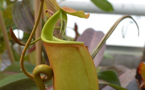 A Tour of Chester Zoo's Nepenthes Collection