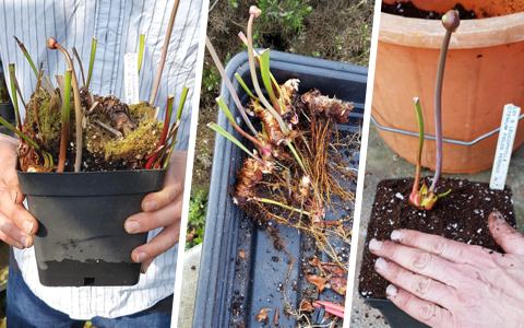 How to divide and repot Sarracenia, by Phil Wilson