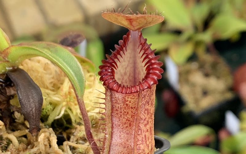 It's been 2 years since I started growing carnivorous plants in a greenhouse. I often receive emails from CP and orchid enthusiasts telling me how useful they found...