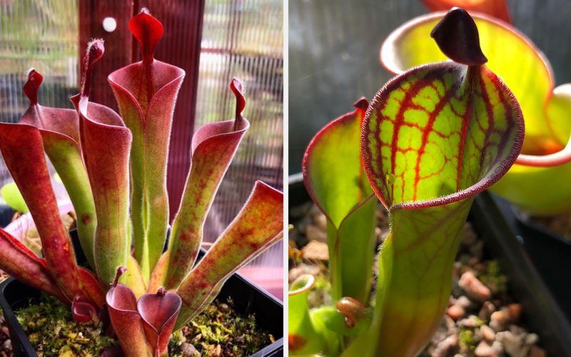 Today I'm very pleased to be welcoming David Durie to the blog. David is owner and operator of Scotland-based carnivorous plant nursery Alba Exotics...