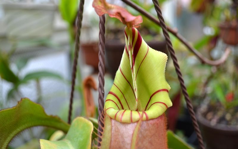 Last week I visited Christian Klein's nursery in Germany. Having heard so much about his carnivorous plants, I was excited to see his collection for myself.