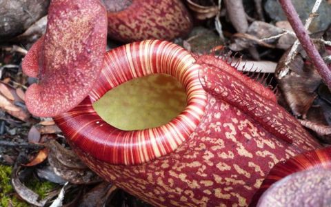 Species Showcase: Nepenthes peltata, by Francis Bauzon