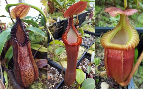 A look at Simon Lumb's Nepenthes collection