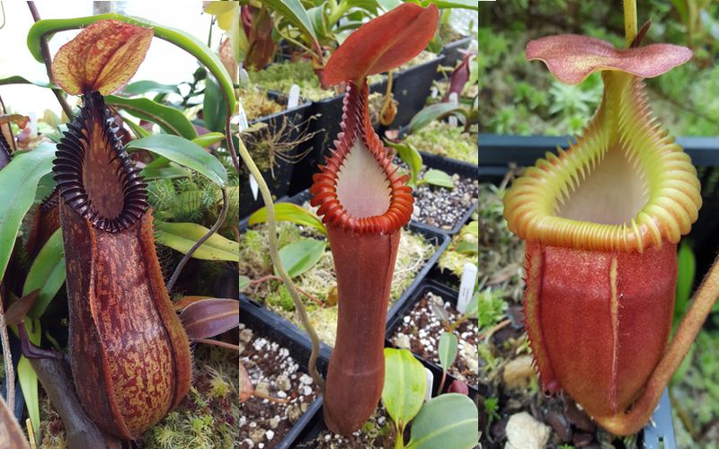 Time for a very special Q&A: Simon Lumb is someone I've wanted to interview since I first started this website. He's one of the most experienced growers of Nepenthes in the UK...