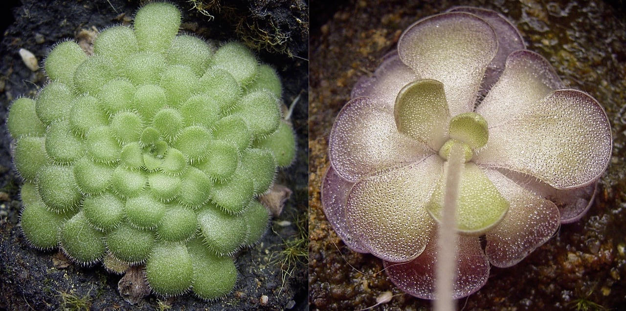 Pinguicula cyclosecta, winter rosetta on the left and carnivorous summer leaves on the right, by Denis Barthel.