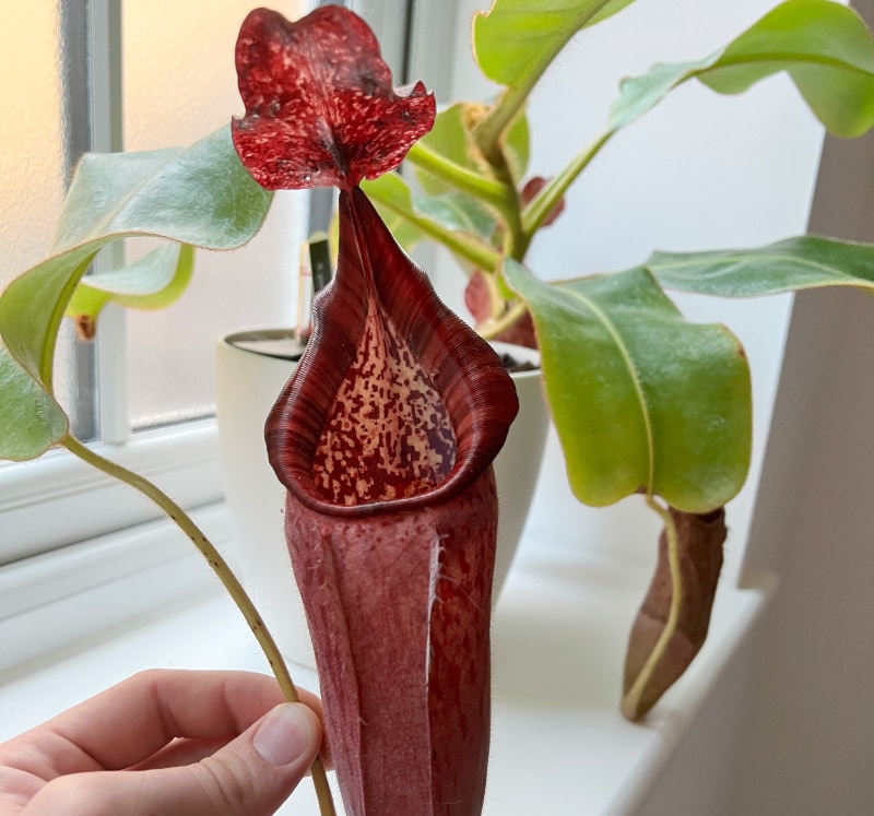 Nepenthes glandulifera x veitchii, growing on my windowsill with no supplemental light or humidity.