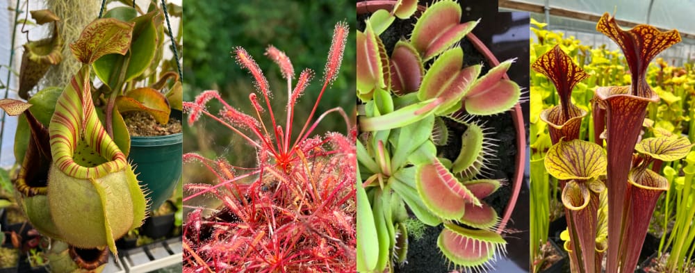I sell beautiful carnivorous plants suitable for growers of all abilities, including Venus flytraps and pitcher plants available for quick delivery within the UK.