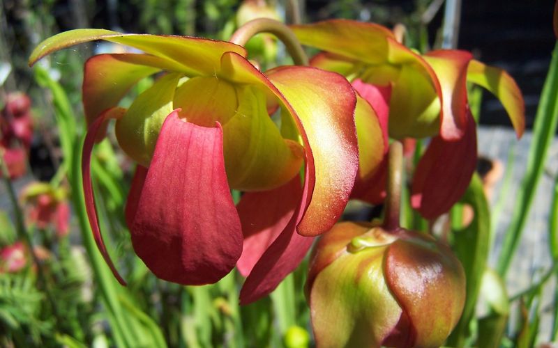 Just in time for the start of the Sarracenia growing season and the opening of the first flowers, I have published my Beginner's Guide to North American Pitcher Plants.
