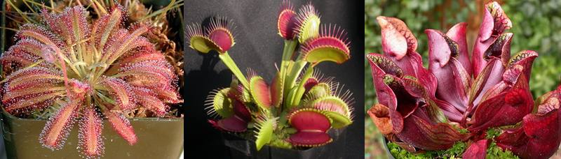 Image result for Carnivorous plant