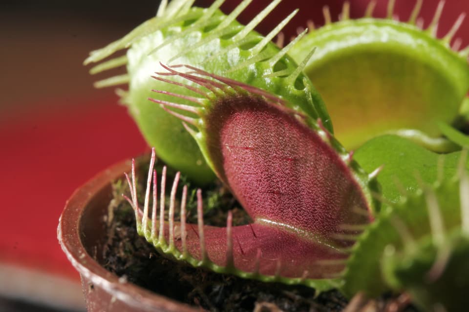 A healthy Venus flytrap, photographed by Petr Novák.