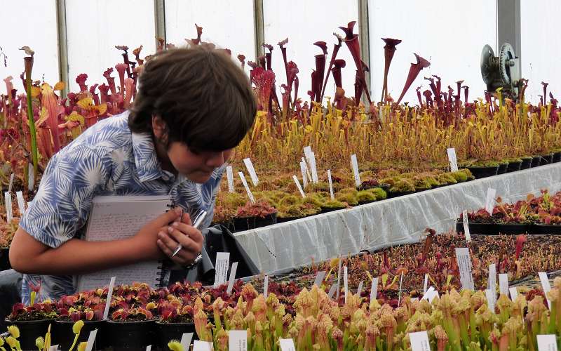 George exploring the Sarracenia collection at Hampshire Carnivorous Plants.