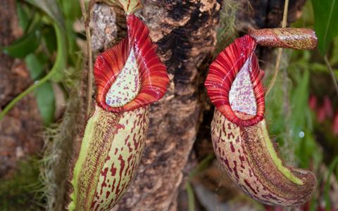 Growing Requirements of Nepenthes Hybrids