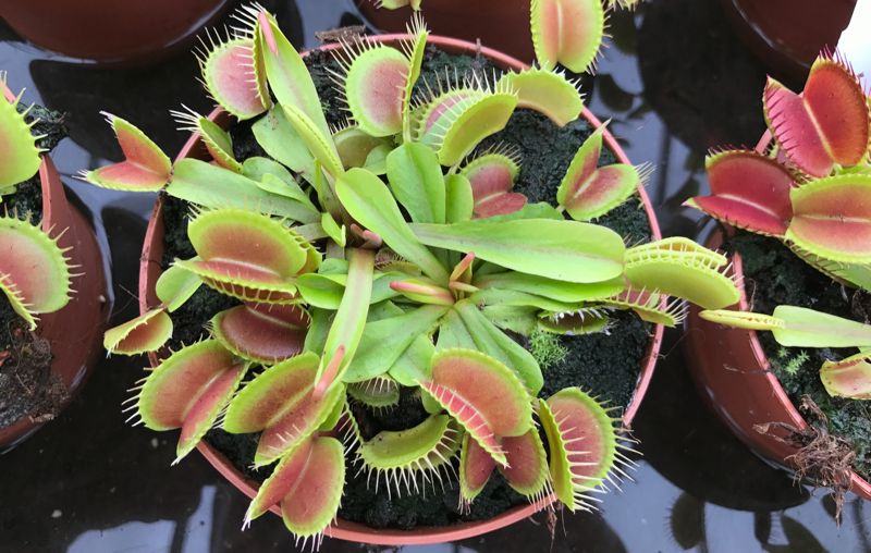Venus flytraps are cool, and feeding them is fun. What's more, even the healthiest plant will eventually slow down its growth if it doesn't catch any prey...