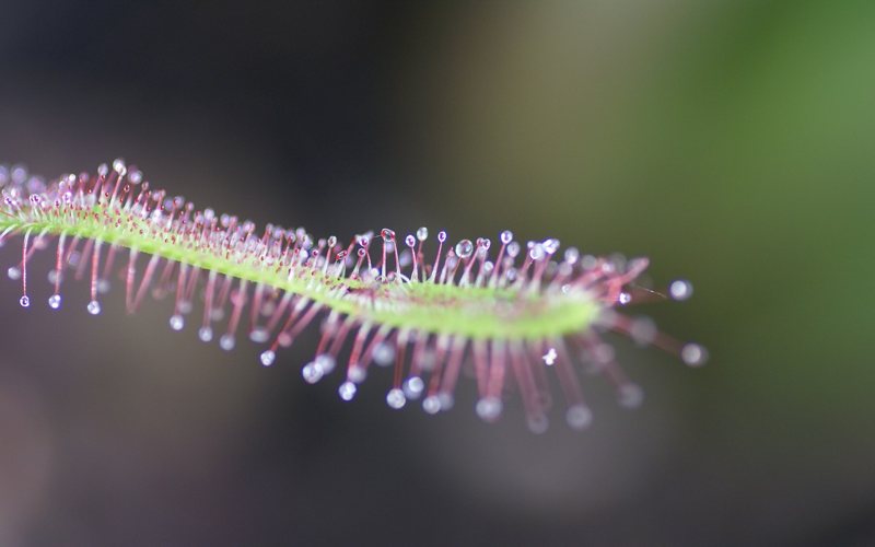 If you've ever watched a Venus flytrap snap shut on a struggling insect, or seen the elaborate trickery used by pitcher plants to lure their prey, you may have wondered...