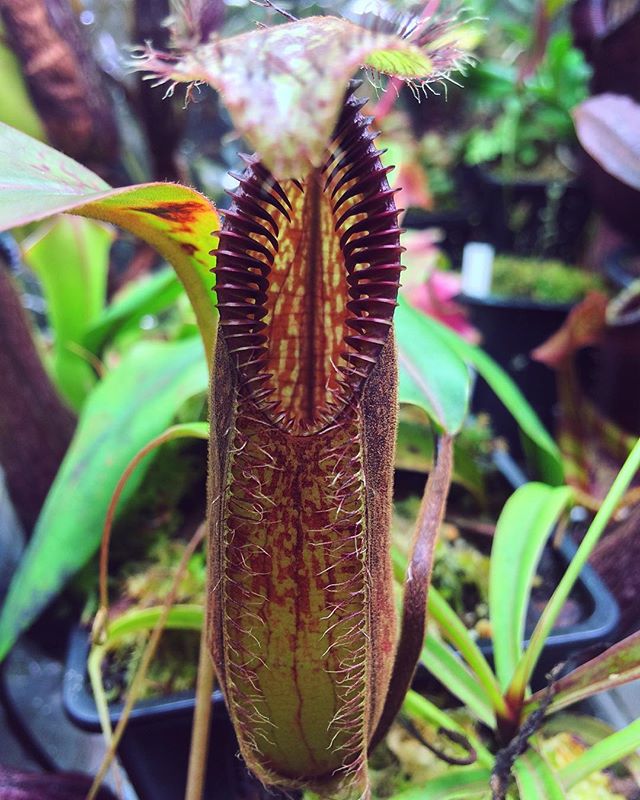 Nepenthes hamata grown by Siru.