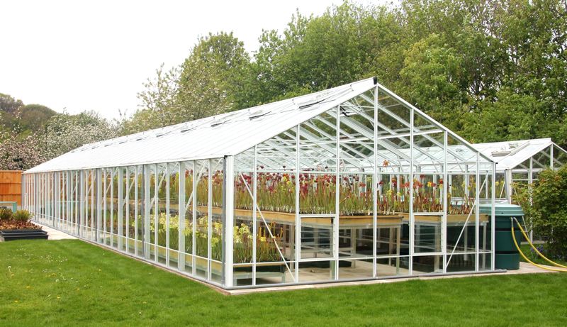 Shropshire Sarracenias' new greenhouse.