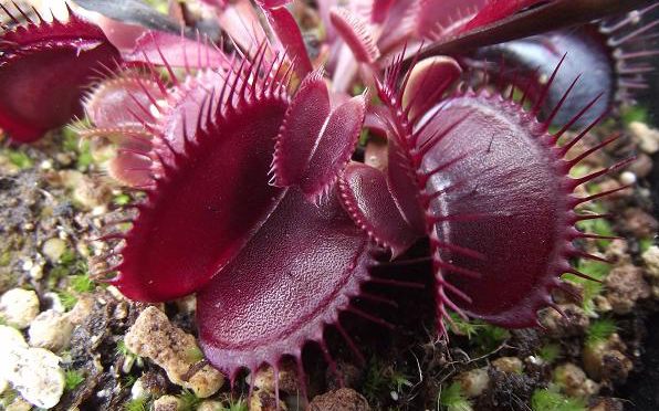 Today, my interactive Sarracenia and Nepenthes guides are being joined by the Complete Guide to Venus Flytraps.