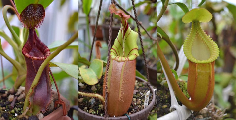 From left to right, Nepenthes lowii, Nepenthes veitchii, Nepenthes macrophylla.