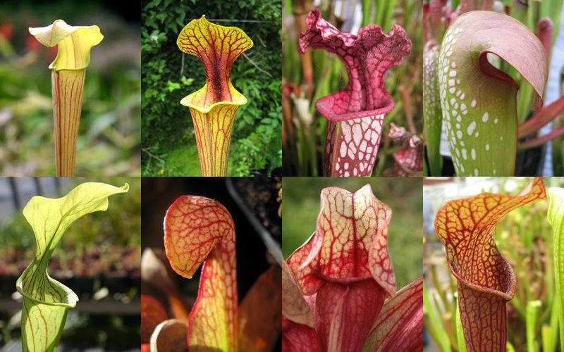 All eight species of Sarracenia, the North American pitcher plant: alata, flava, leucophylla, minor, oreophila, psittacina, purpurea, and rubra.