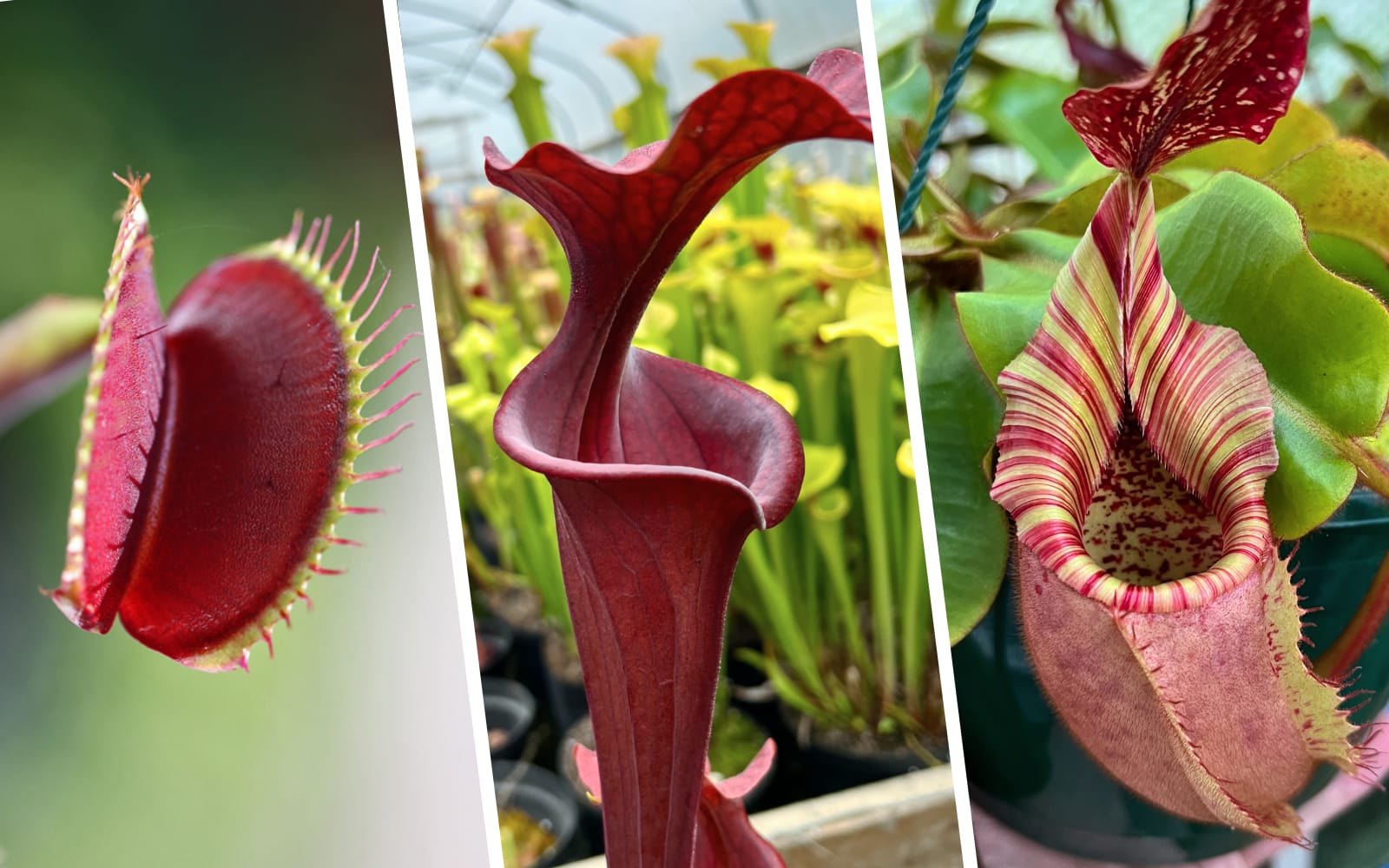 Artificial Sarracenia Trumpet Pitcher Plant w Roots Realistic Faux Houseplant 