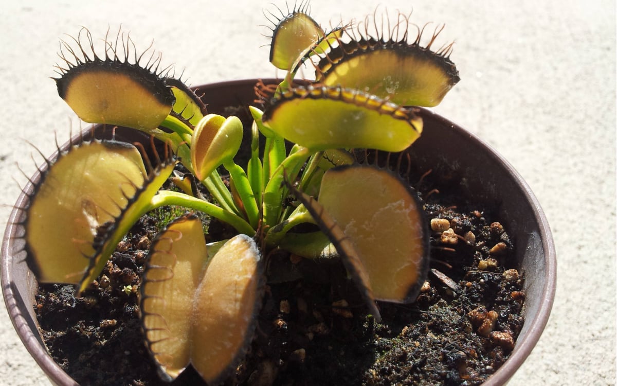 If your flytrap's leaves are turning black, don't panic - traps can die for many different reasons and this is rarely fatal to the plant. Five common causes are...
