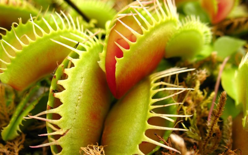 what is a Venus fly traps diet